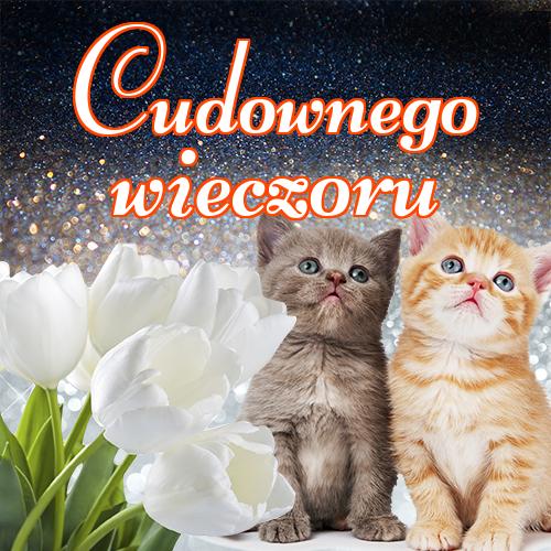 Cudownego wieczoru!! dobrego wieczoru, zdjęcia, tulipanów, niedźwiedzia, kotów, pocztówki, miłego wieczoru, Życzę miłego wieczoru, róż!