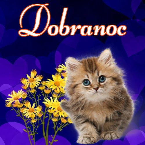 Dobranoc!! Dobranoc, Słodkich snów, Kotek, Karta z kotami, Kotek, Koty, Mój kotek, Zdjęcie z kotem, Obraz, Kot!