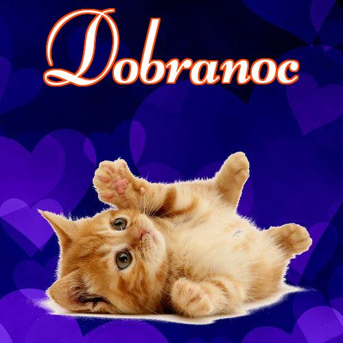 Dobranoc!! Mój kotek, Karta z kotami, Dobranoc, Słodkich snów, Zdjęcie z kotem, Kotek, Obraz, Kotek, Kot, Koty!