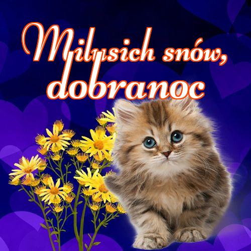 Milusich snów! Dobranoc!! Dobranoc, Słodkich snów, Kotek, Karta z kotami, Kotek, Koty, Mój kotek, Zdjęcie z kotem, Obraz, Kot!
