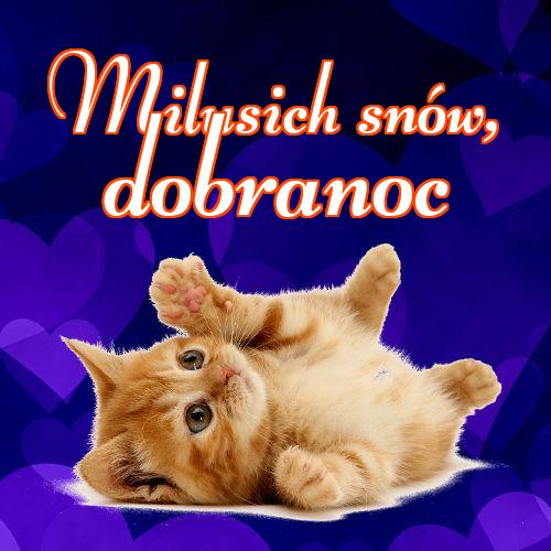 Milusich snów! Dobranoc!! Mój kotek, Karta z kotami, Dobranoc, Słodkich snów, Zdjęcie z kotem, Kotek, Obraz, Kotek, Kot, Koty!