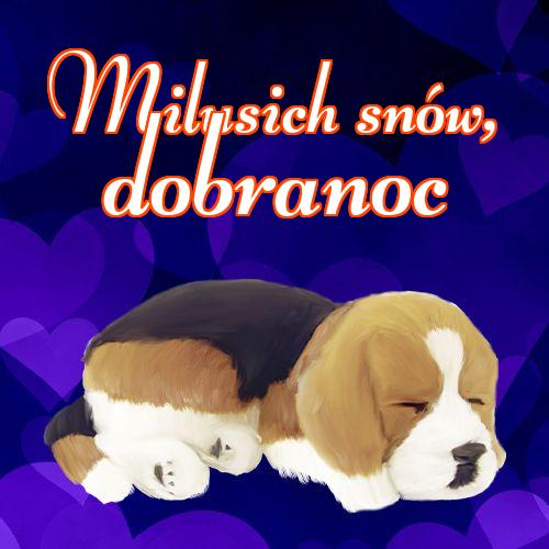 Milusich snów! Dobranoc!! Słodkie zdjęcie, Piękne zdjęcie, Śpiący pies, Dobranoc, Słodkie sny, Śpiący szczeniak!