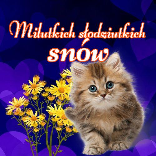 Milutkich słodziutkich snów!! Dobranoc, Słodkich snów, Kotek, Karta z kotami, Kotek, Koty, Mój kotek, Zdjęcie z kotem, Obraz, Kot!
