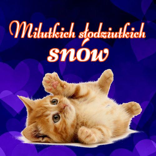 Milutkich słodziutkich snów!! Mój kotek, Karta z kotami, Dobranoc, Słodkich snów, Zdjęcie z kotem, Kotek, Obraz, Kotek, Kot, Koty!