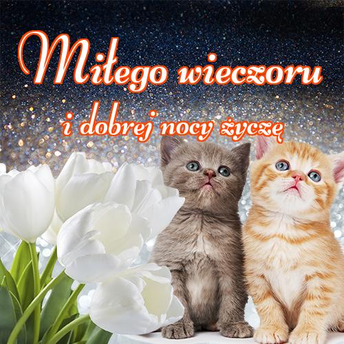 Miłego wieczoru i dobrej nocy życzę!! dobrego wieczoru, zdjęcia, tulipanów, niedźwiedzia, kotów, pocztówki, miłego wieczoru, Życzę miłego wieczoru, róż!