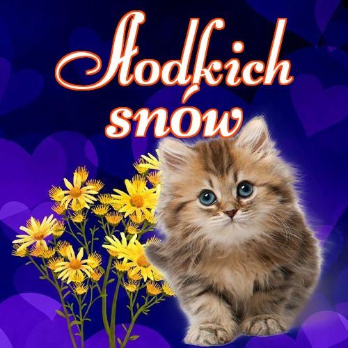 Słodkich snów!! Dobranoc, Słodkich snów, Kotek, Karta z kotami, Kotek, Koty, Mój kotek, Zdjęcie z kotem, Obraz, Kot!