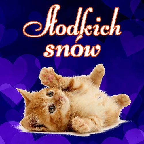 Słodkich snów!! Mój kotek, Karta z kotami, Dobranoc, Słodkich snów, Zdjęcie z kotem, Kotek, Obraz, Kotek, Kot, Koty!