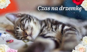 Kotek Czas na drzemkę.