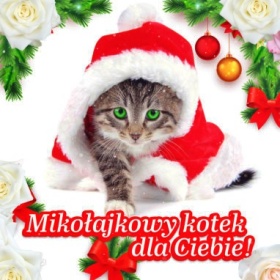 Mikołajkowy kotek!