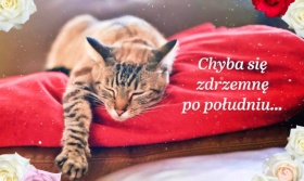 Drzemka po południu – Kotek.