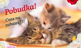 Kartka Pobudka z kotami.