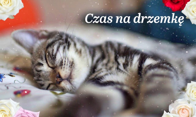 Kotek Czas na drzemkę.!