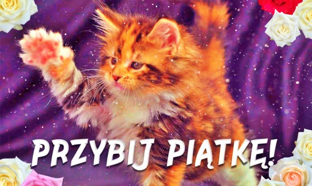 Kotek Przybij Piątkę!!