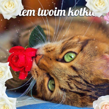Jestem kotkiem!