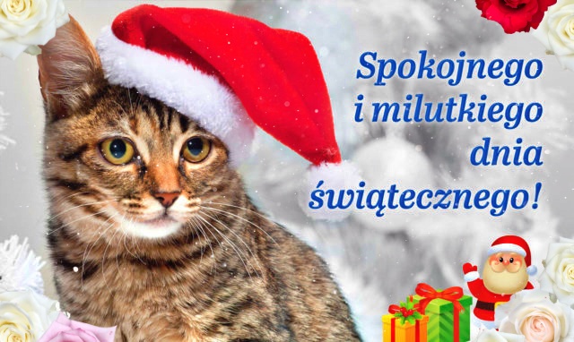 Cudownych Świąt Bożego Narodzenia i Nowego Roku!!