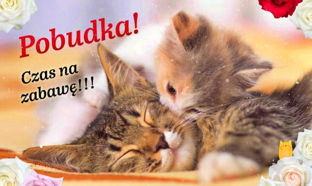 Kartka Pobudka z kotami.!